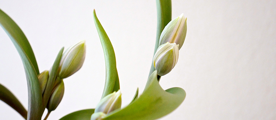 header_image